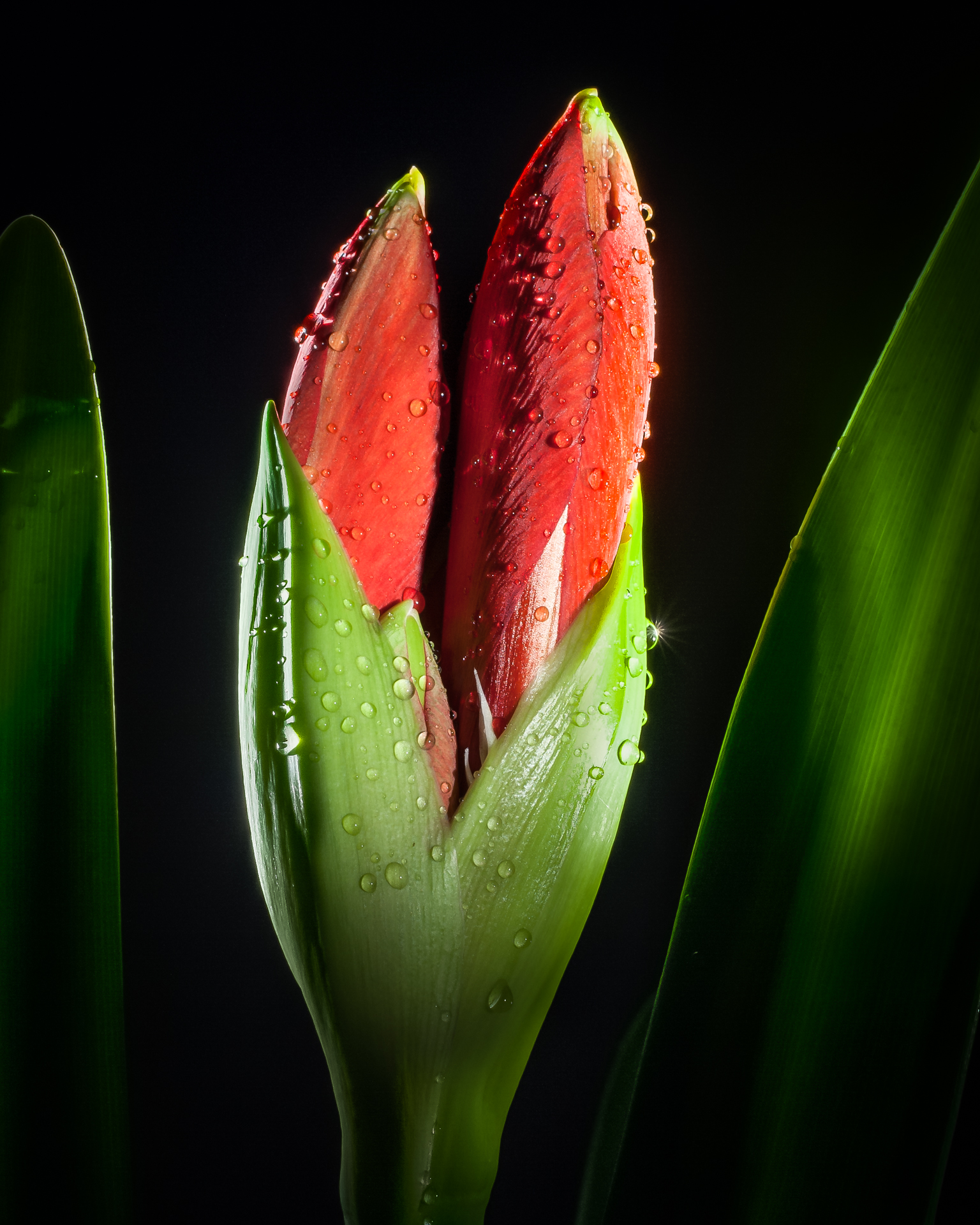 Unopened Flower red amaryllis flower bud