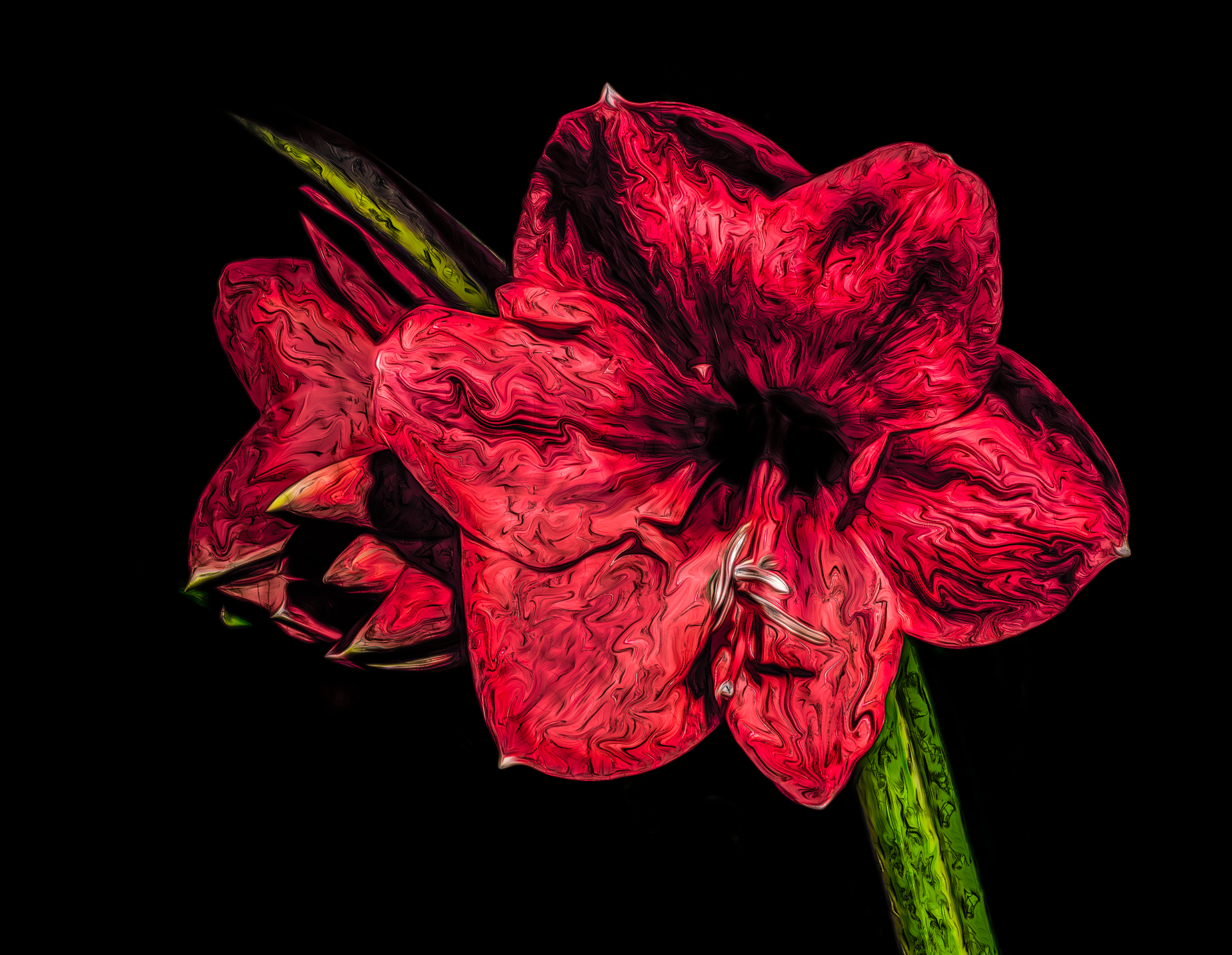Amaryllis Flower Christmas red color