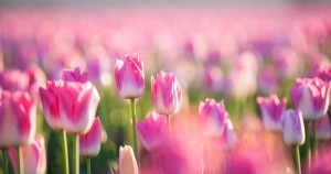 Pink tulips in the sun Mount vernon wa spring time sunshine