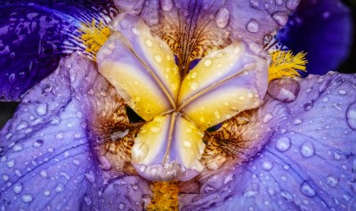 Iris in the Rain