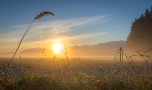 Sunrise Wheat Grass