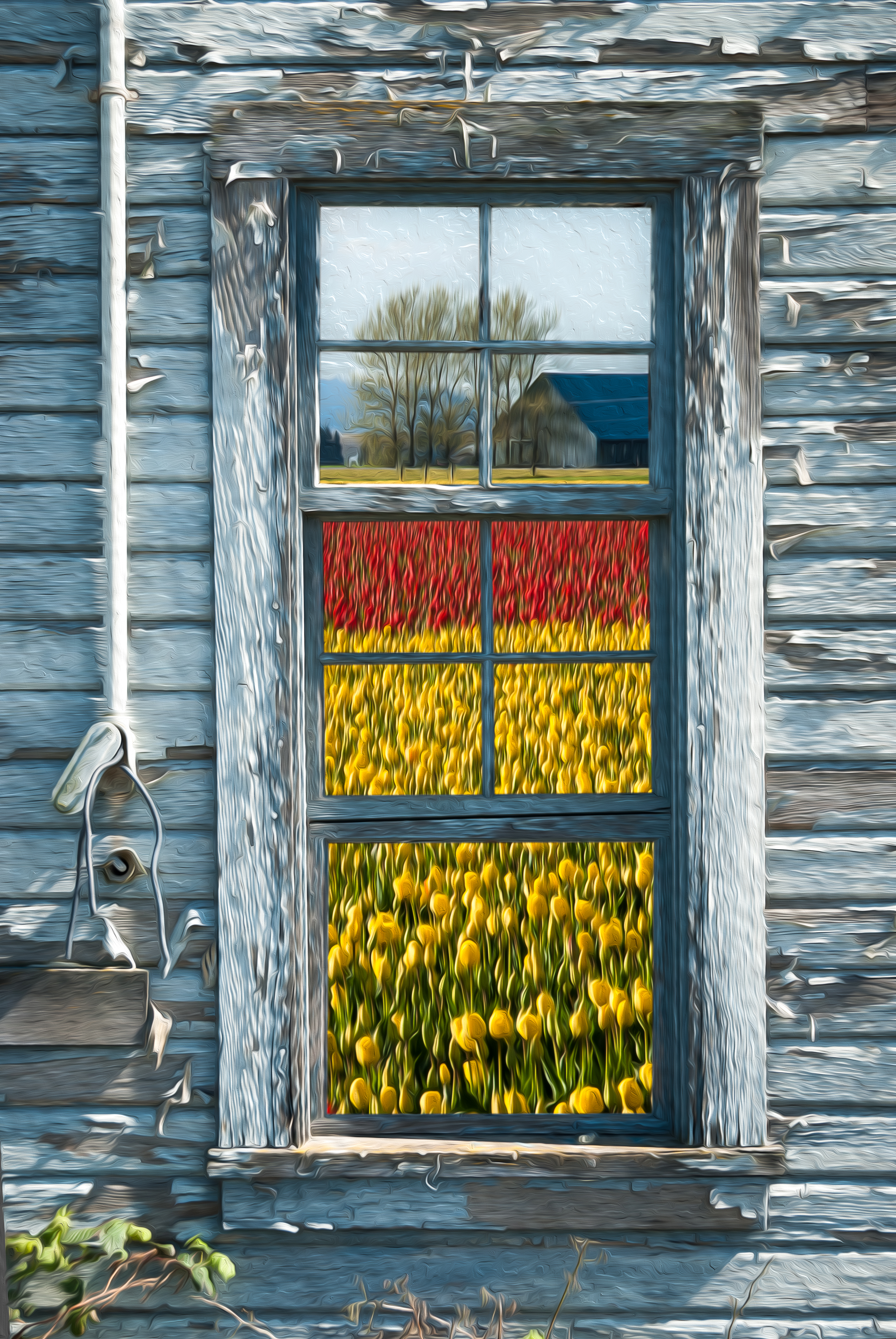 Old boat house with tulip fields out the window