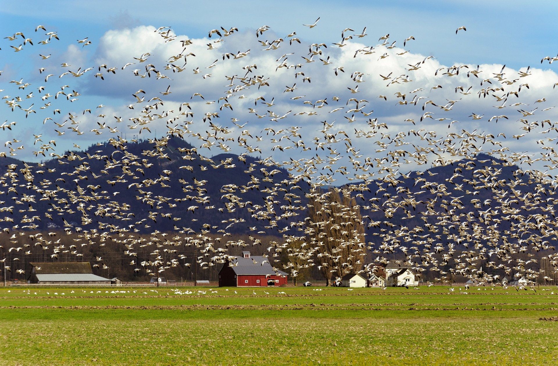 Snow Geese in the Skagit Valley Damian Vines Photography